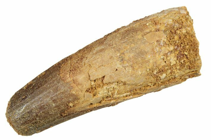 Fossil Spinosaurus Tooth - Real Dinosaur Tooth #234246